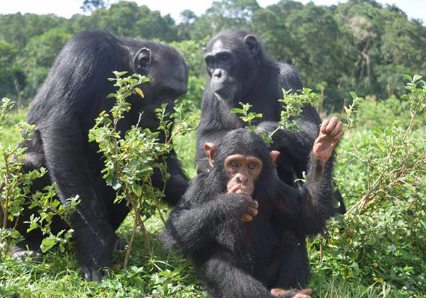 1-Day Ziwa Rhino Sanctuary and Wildlife Ranch Tour
